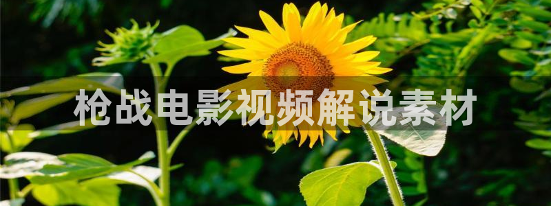 茄子视频色版