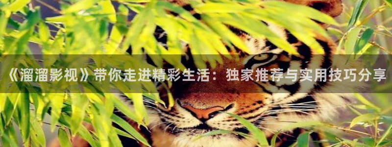 樱桃茄子视频